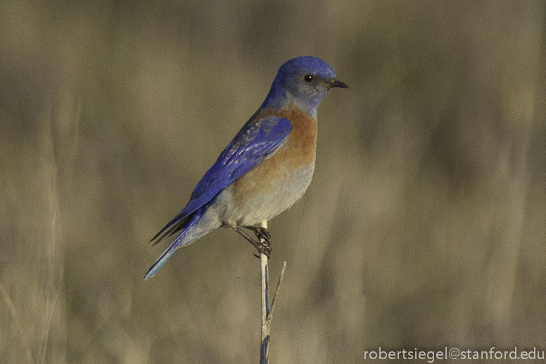 western bluebird